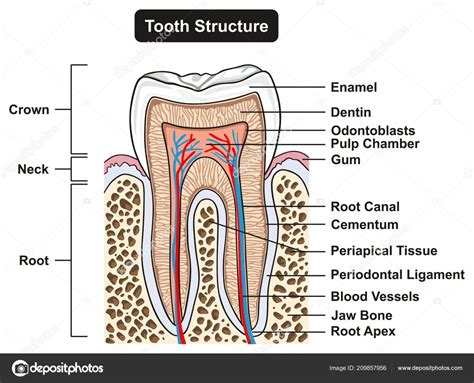 Tooth Anatomy & Oral Cavity Diagram | Quizlet