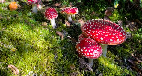 Problematic Products Spotlight: Amanita muscaria | LegitScript