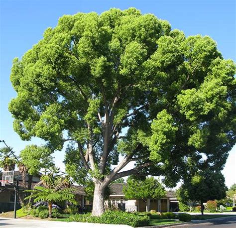 Camphor Trees • Cinnamomum camphora