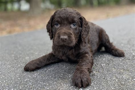 Boykin Spaniel Puppies – Boykin Spaniels and other Gun Dogs Available ...