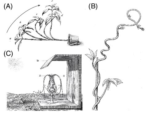 Classic experiments on tropic responses. (A) Gravitropism: a potted ...