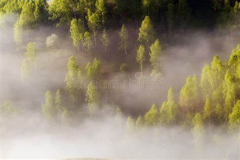 Beautiful Foggy Sunrise at the Forest Edge Stock Image - Image of mist, transylvanian: 116186549