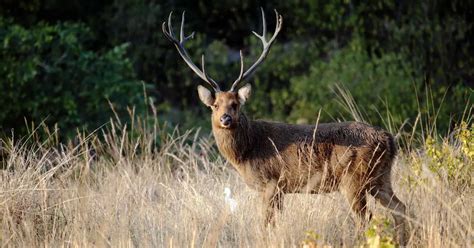 Barasingha Deer (Swamp Deer) Facts & Information | Cervus Duvauceli