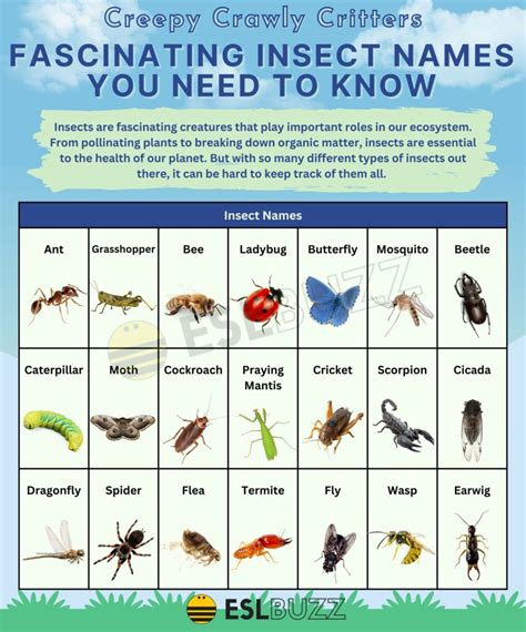 Insect Names: Learn the Coolest and Weirdest Bugs - ESLBUZZ