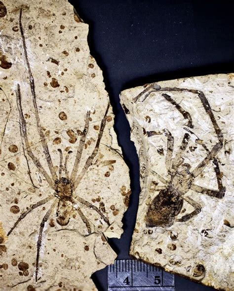 Biggest fossil spider | EarthSky.org | Prehistoric, Fossil, Dinosaur fossils