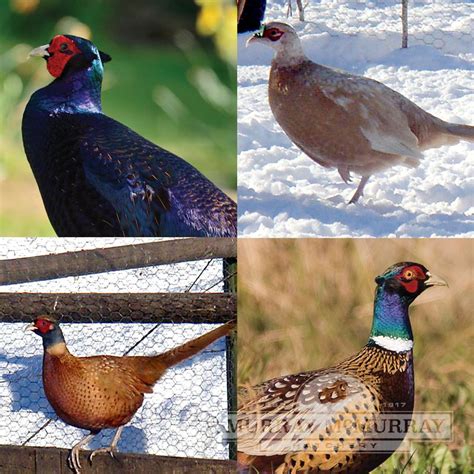 Murray McMurray Hatchery - Ornamental Pheasant Assortment