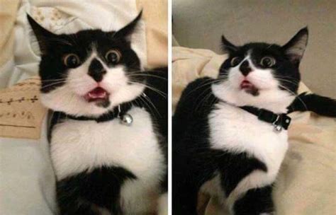 reactions of a black and white cat Memes - Imgflip