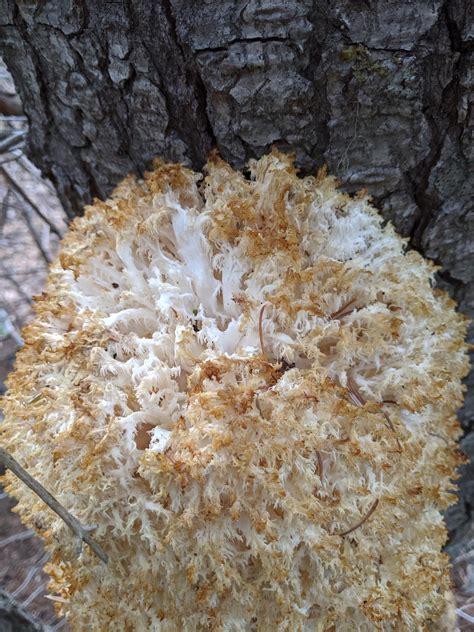 Identification request on a tooth fungus : mycology