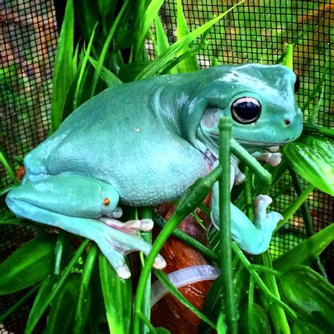 50+ Best Whites Tree Frog images | whites tree frog, frog, tree frogs