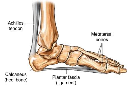 Plantar Fasciitis Scientific Discussion - Anatomy of Plantar Fascia