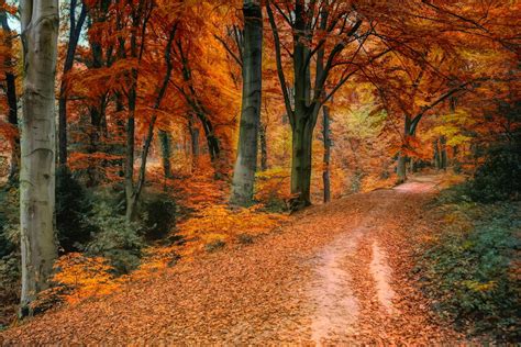 Photo of Trees During Fall · Free Stock Photo