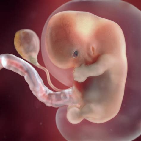 Fetal development - 8 weeks pregnant - BabyCenter