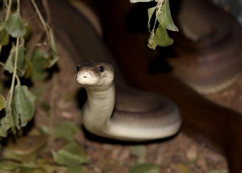 Olive Python - Territory Wildlife Park