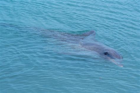 Dolphin during a Feeding Show at Monkey Mia Resort in Australia Stock ...