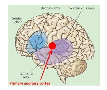 The primary auditory cortex lies in which lobe of the cerebral cortex?