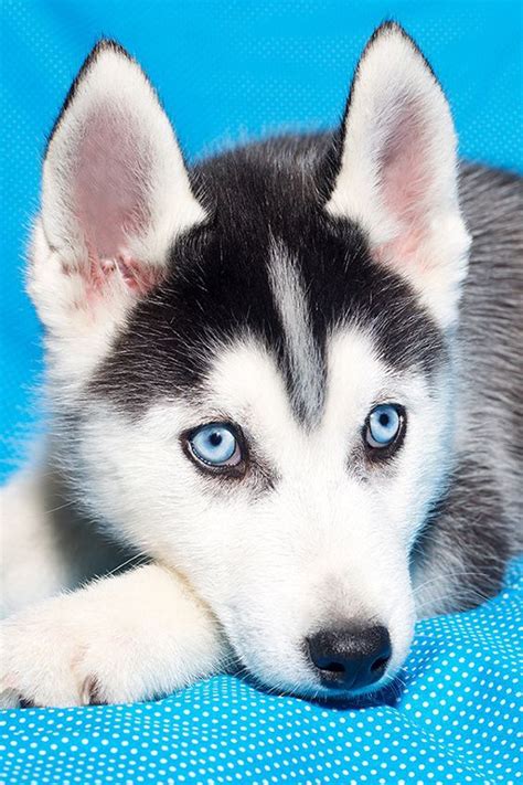 7 Dogs With Absolutely Breathtaking Blue Eyes | Cute husky puppies ...