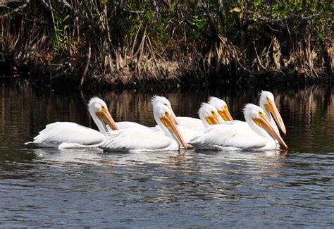 Merritt Island National Wildlife Refuge is one of the most wildlife-rich places you can go to in ...