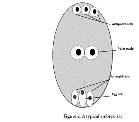 Knowledge Class: What is Polyembryony?