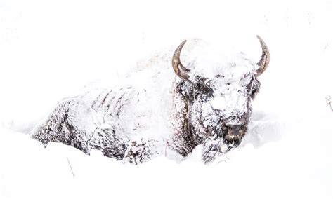 How bison survive winter in the Northern Great Plains | Stories | WWF