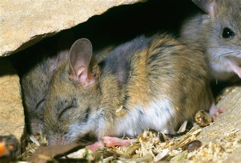 Here are 7 clever Aussie native rodents