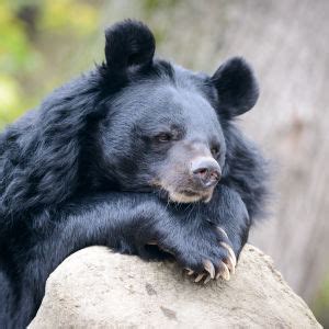 Asiatic Black Bear - Facts, Diet, Habitat & Pictures on Animalia.bio in 2020 | Black bear ...