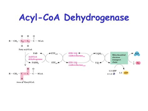 PPT - Fatty acid Catabolism ( b -oxidation) PowerPoint Presentation - ID:735945