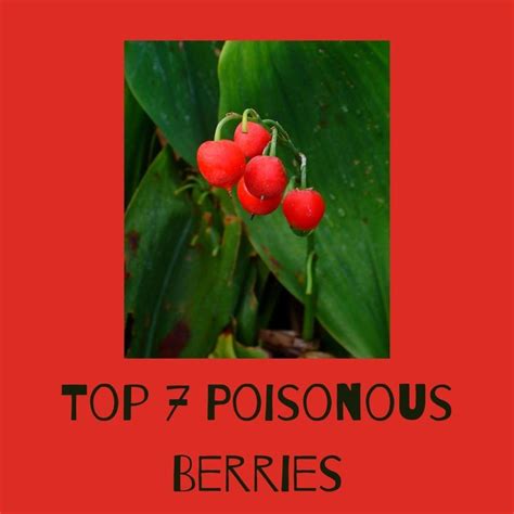 Poisonous Plants With Red Berries