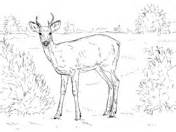 White-tailed deers coloring pages | Free Coloring Pages