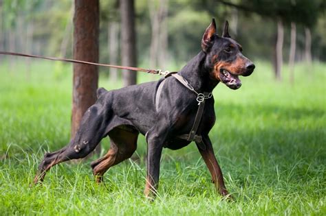 At What Age Can You Crop a Doberman’s Ears? – Doberman Planet