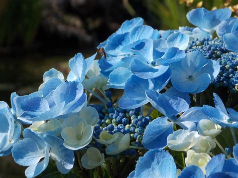 Blue Hydrangea Varieties