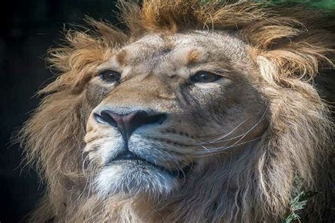 Will recently returned Persian lion survive threats once pushed it ...