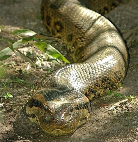 Green Anaconda | Giant anaconda, Green anaconda, Pet snake