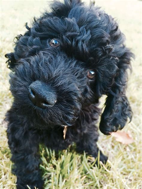 Barbet puppy | Puppies, Cuddly animals, Cocker poodle