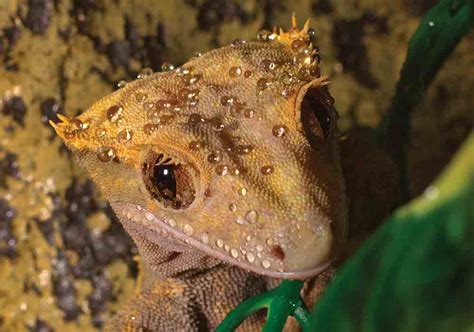 5 Great Pet Lizards For Reptile Keepers - Reptiles Magazine