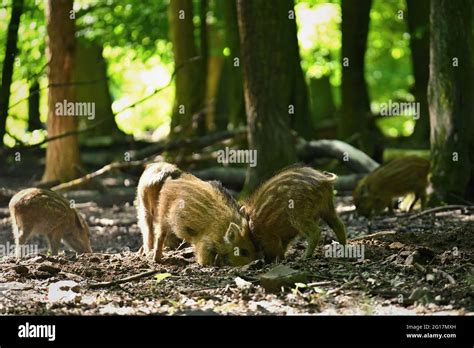 Small wild piglets in the forest. Animals in the wild, natural colorful ...