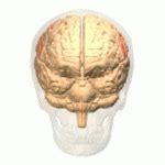 Central sulcus - Location, Function and Pictures