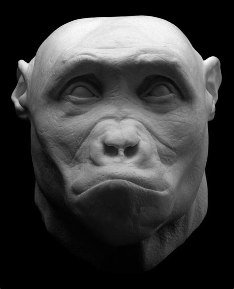 Sahelanthropus tchadensis - Human Evolution