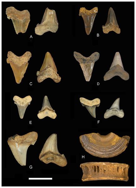Occurrence of the megatoothed sharks (Lamniformes: Otodontidae) in Alabama, USA [PeerJ]