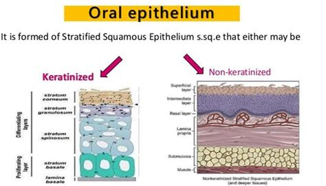 Oral Mucous Membrane - Focus Dentistry