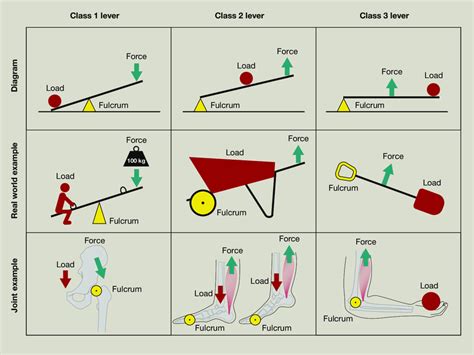 Classes Of Levers Examples