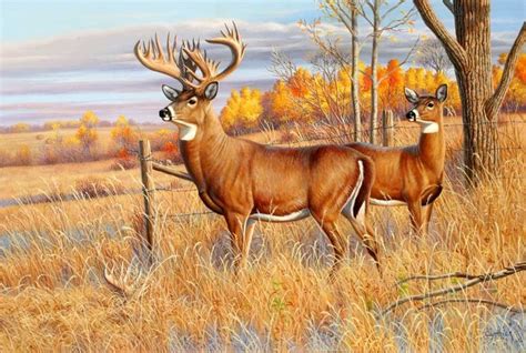 whitetail | Deer painting, Deer art, Whitetail deer