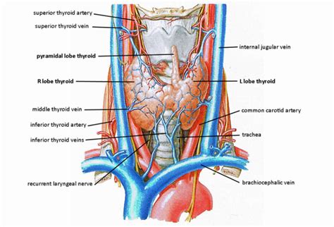 Anatomy - Endocrinesurgery.net.au