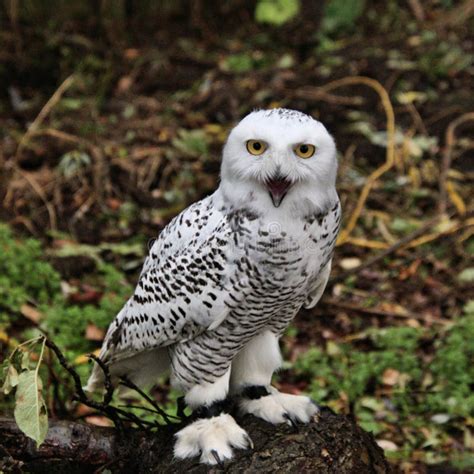 A Close Up of a Snowy Owl in Flight Stock Image - Image of flight, snowy: 159903703