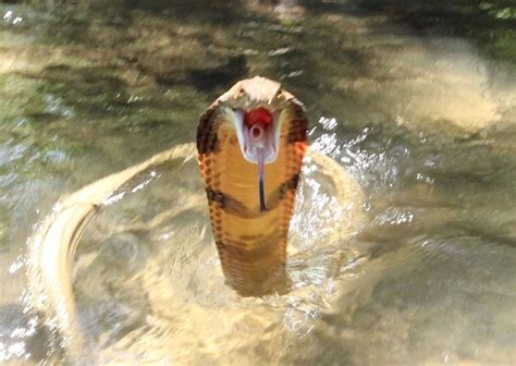 Photographer captures king cobra strike - AOL UK Travel