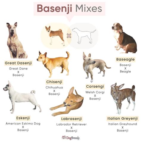 List of Popular Basenji Mixes With Pictures