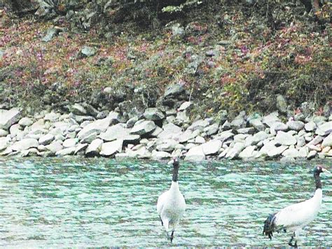 NGT order helps save rare bird habitat - Telegraph India