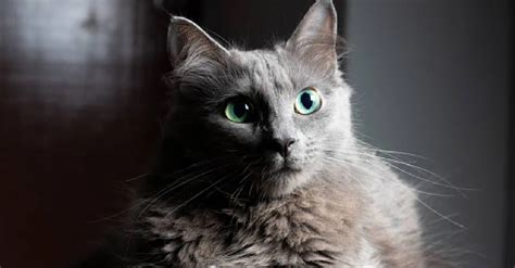 15 Gorgeous Grey Cat Breeds You Need to See [With Pictures]