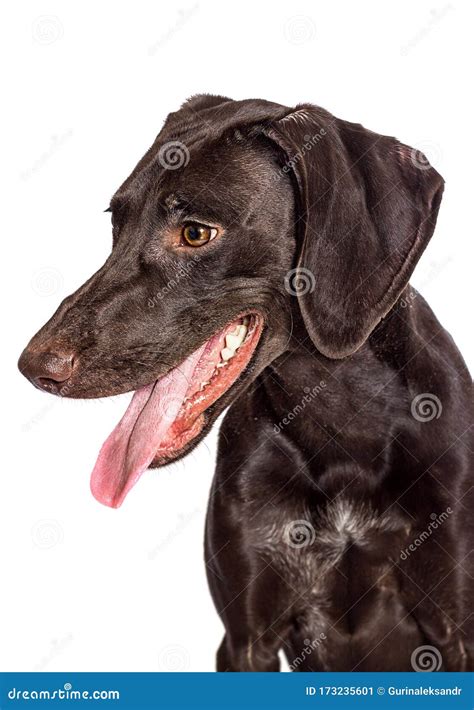 Funny Dog Face with Tongue Out Stock Image - Image of nose, kurtshaar ...