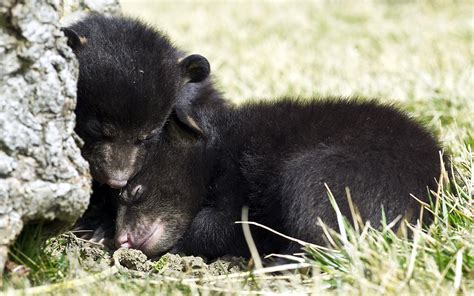 Bear cubs, Sleep, Grizzly, Hide, Fear wallpaper - Coolwallpapers.me!