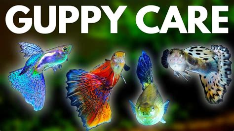 Guppy Fish Care: 10 Things You Should Know About Guppies ...